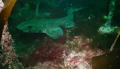 Customer Video, by Sarah Fanet, Seasearch 2024 at Dive & Sea the Hebrides - 1